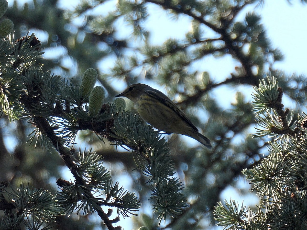Cape May Warbler - ML623708081