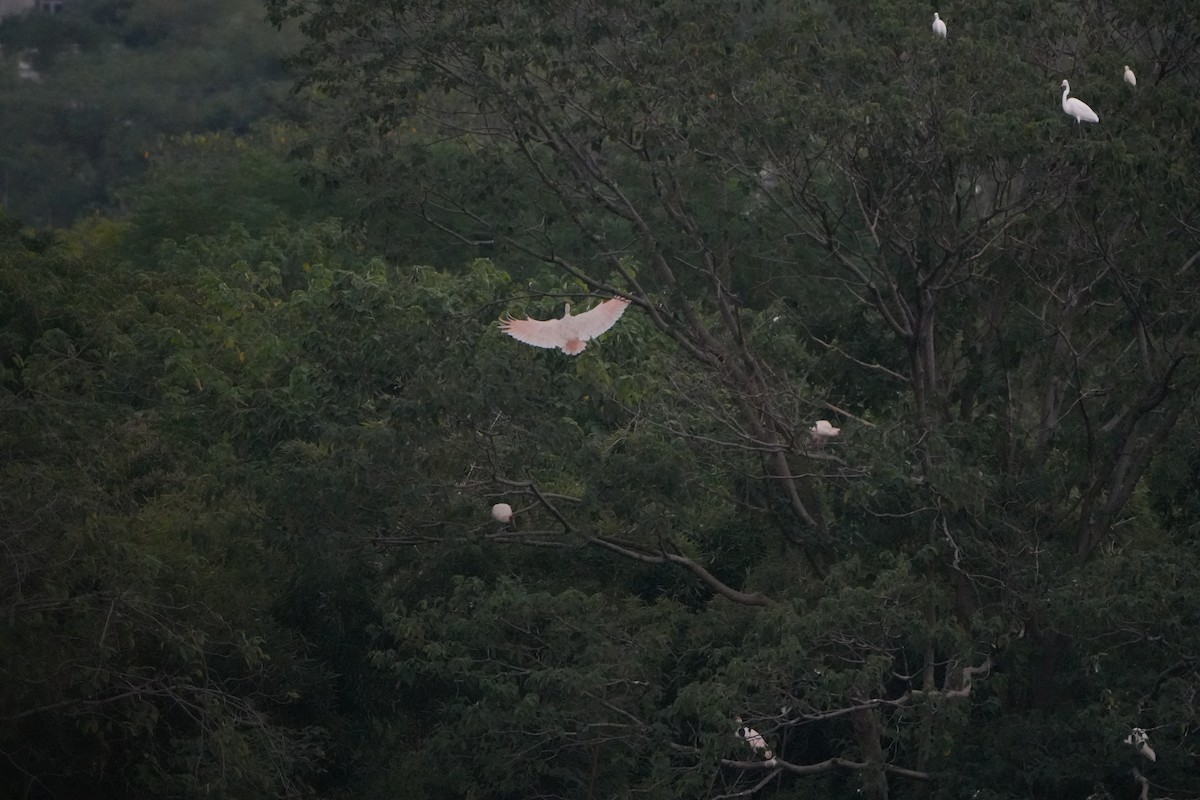 Crested Ibis - ML623708094