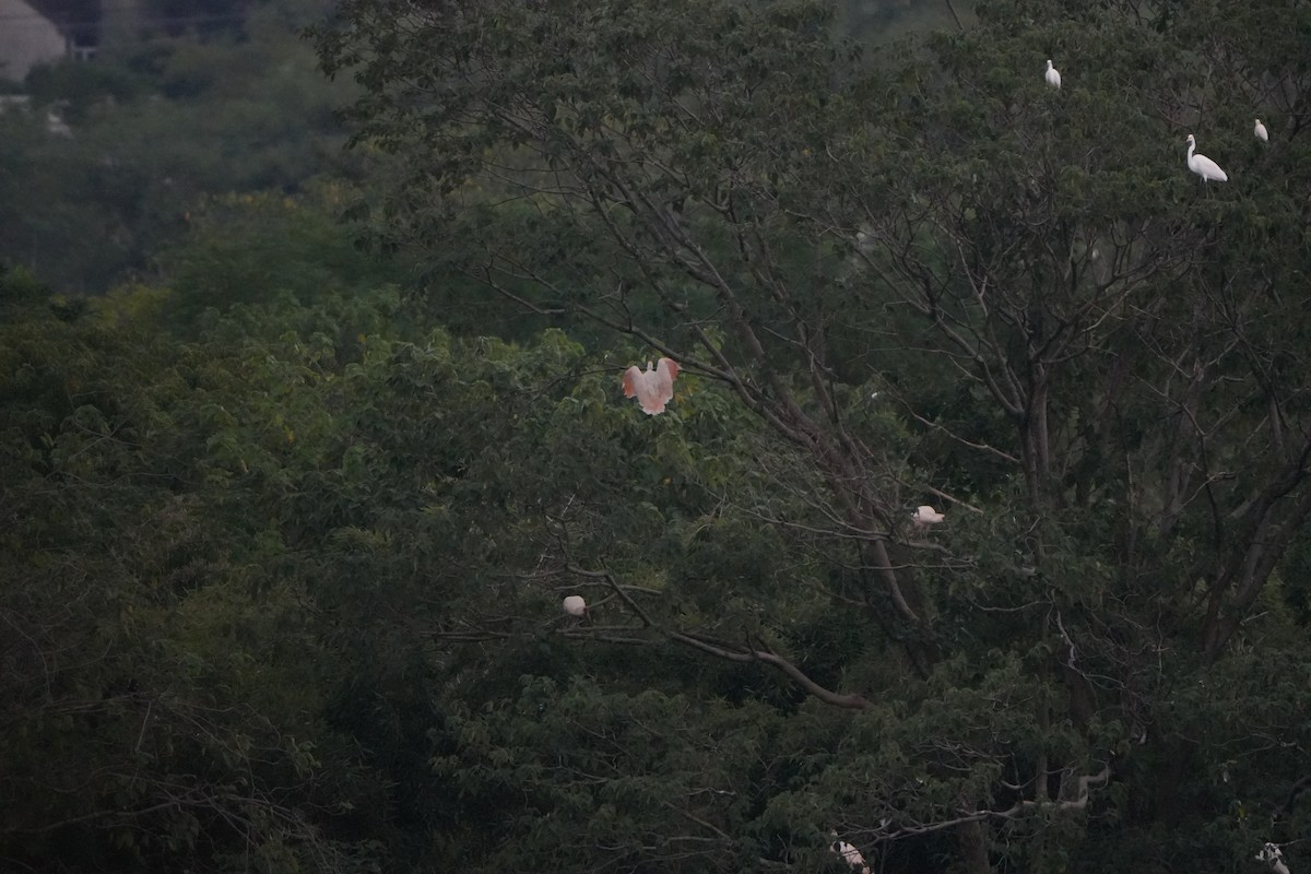 Crested Ibis - ML623708095