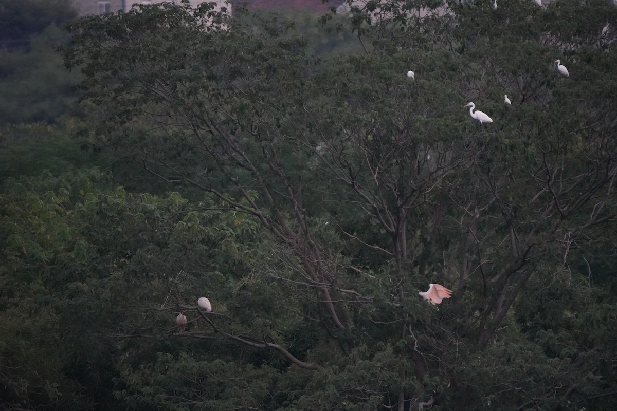 Crested Ibis - ML623708096