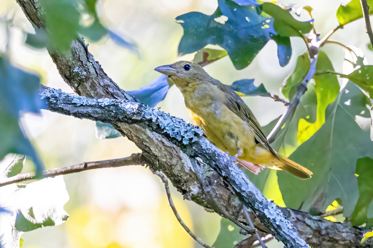 Summer Tanager - Sandy & Bob Sipe