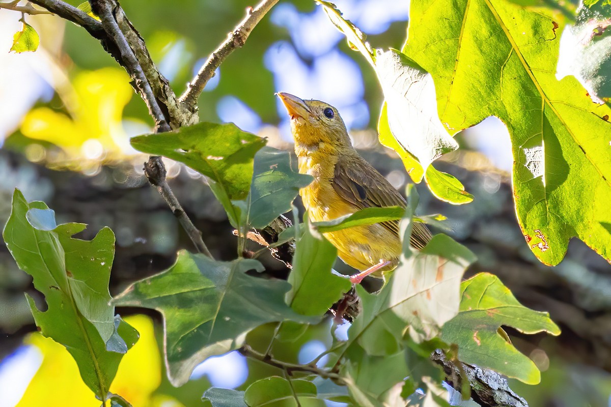 Summer Tanager - Sandy & Bob Sipe