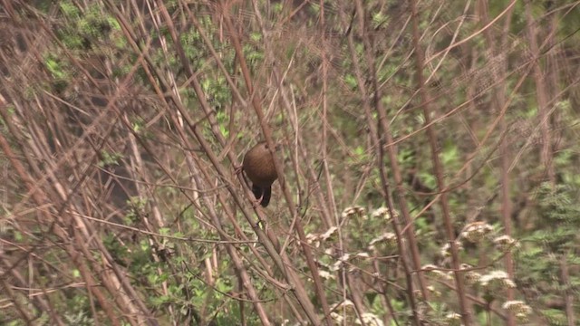 Bhutan Laughingthrush - ML623708176