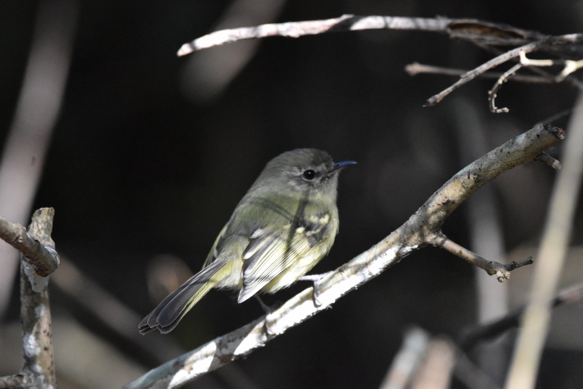 Mottle-cheeked Tyrannulet - ML623708179