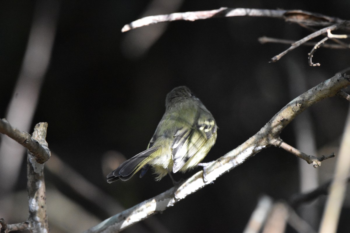 Mottle-cheeked Tyrannulet - ML623708180