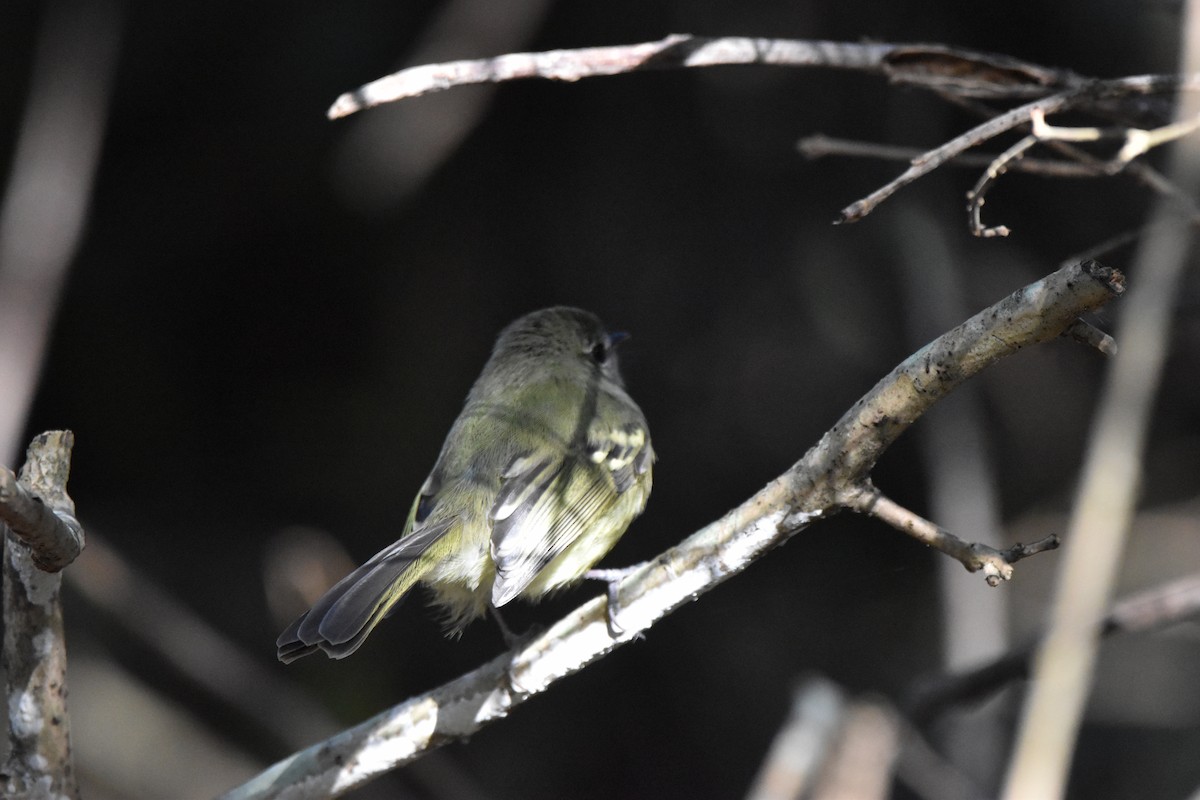 Mottle-cheeked Tyrannulet - ML623708181