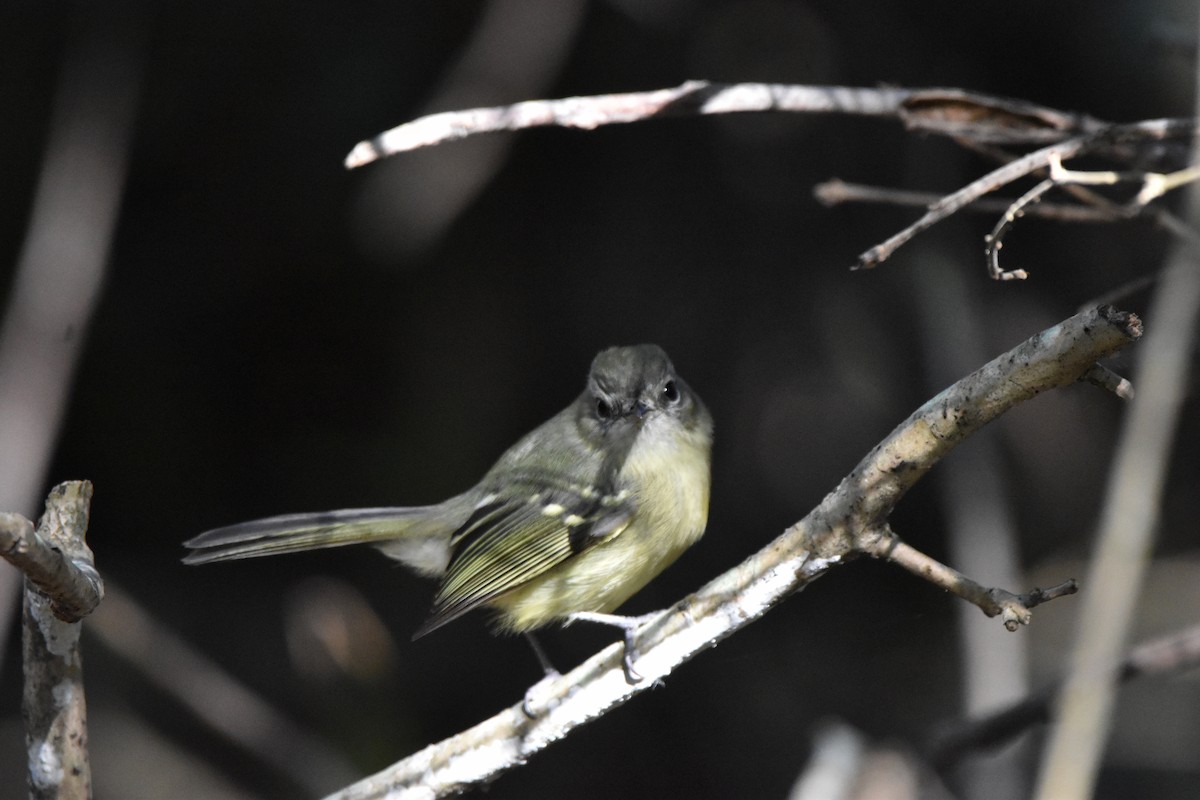 Mottle-cheeked Tyrannulet - ML623708182