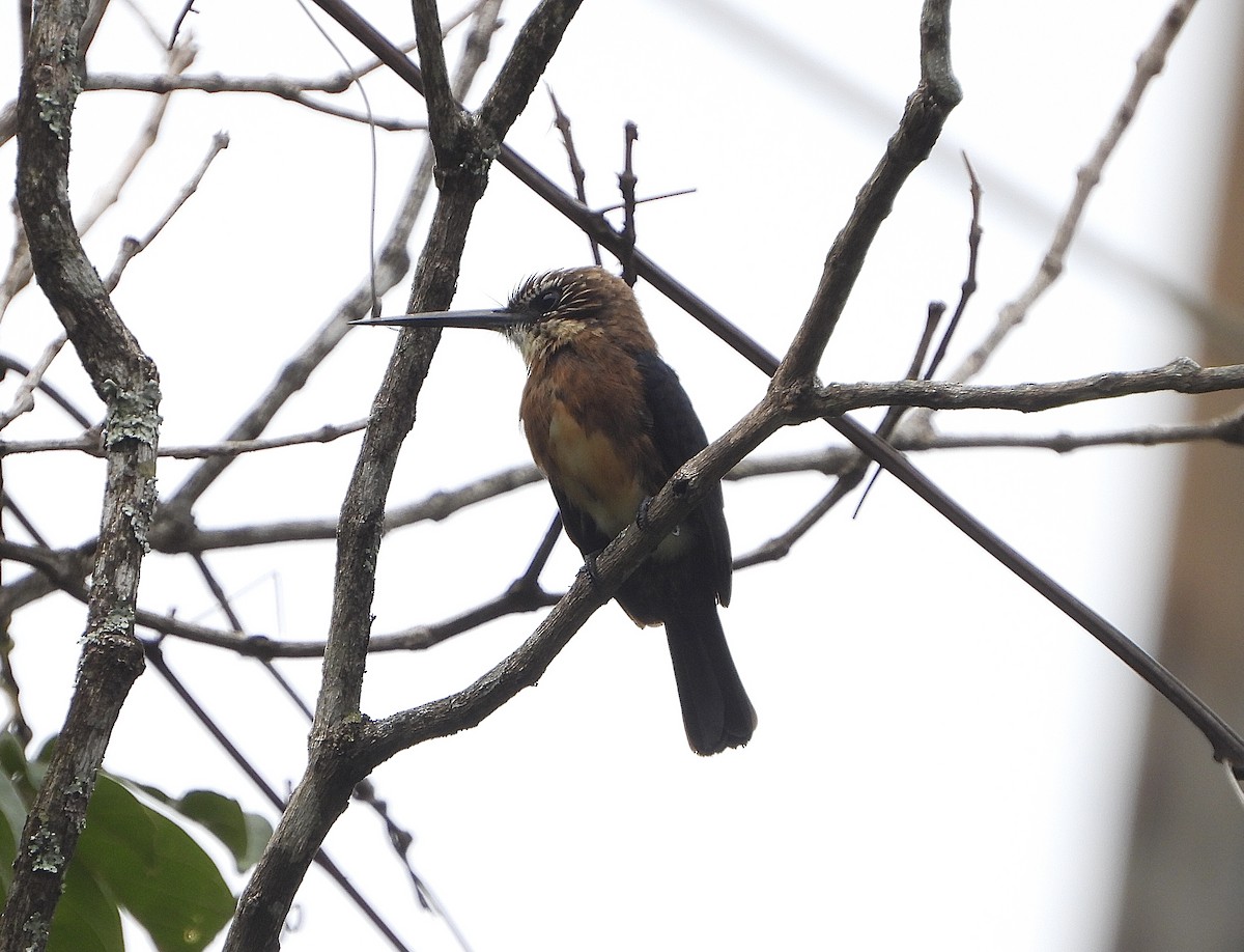 Brown Jacamar - ML623708195