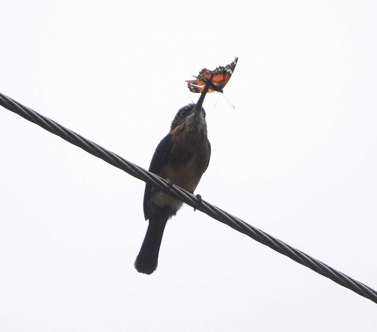 Brown Jacamar - ML623708196