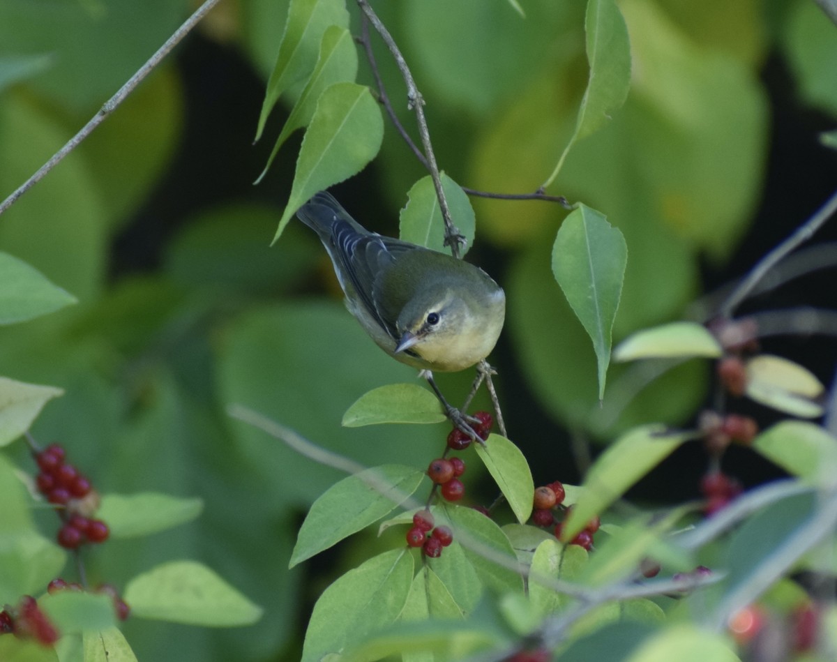 Tennessee Warbler - ML623708202