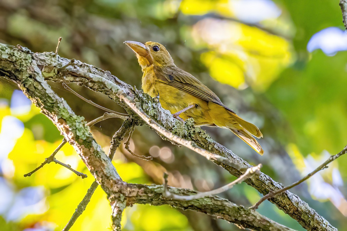 Summer Tanager - Sandy & Bob Sipe