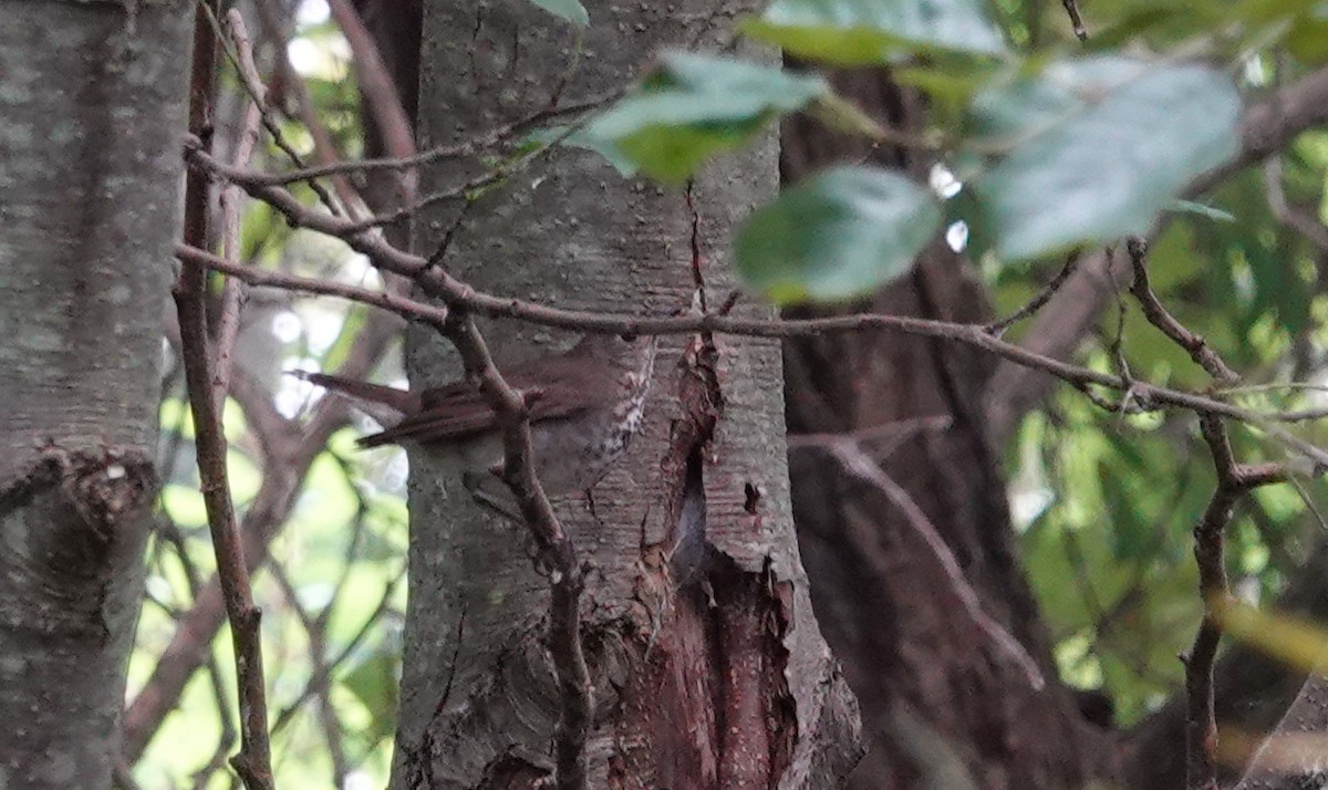 Gray-cheeked Thrush - ML623708231