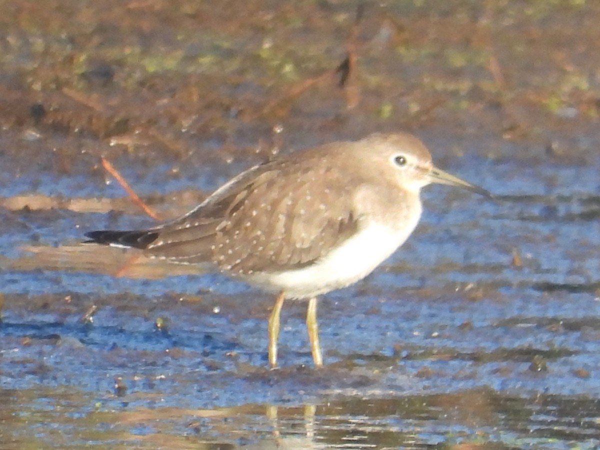 Solitary Sandpiper - ML623708277