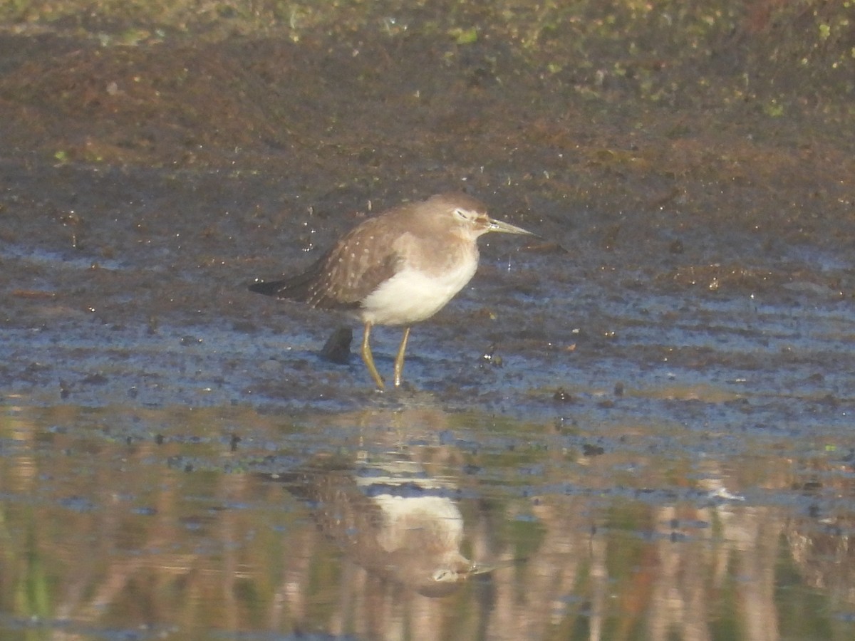 Solitary Sandpiper - Vince Hiebert