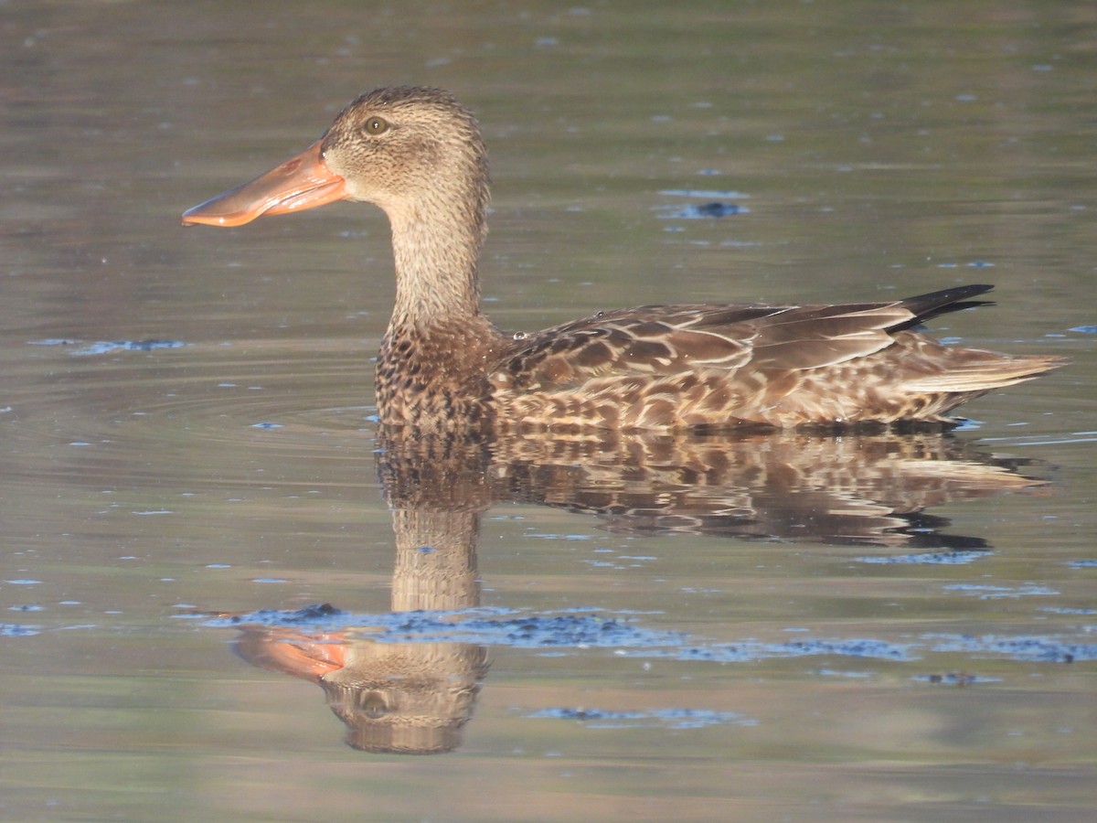 Northern Shoveler - Vince Hiebert