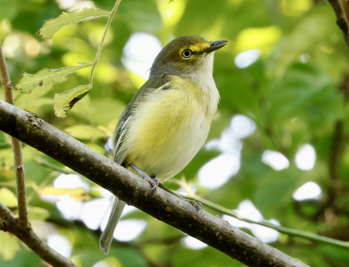 White-eyed Vireo - Kees de Mooy