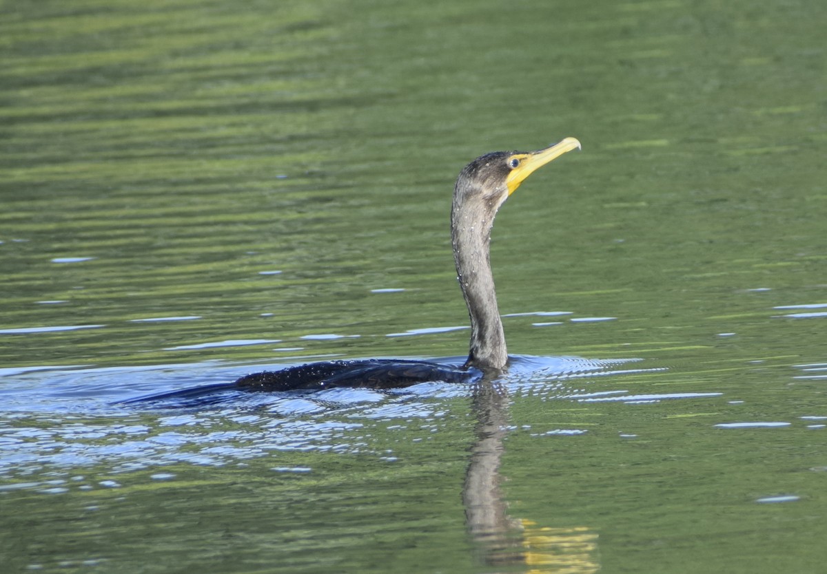 Double-crested Cormorant - ML623708328