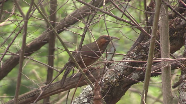 Rusty-cheeked Scimitar-Babbler - ML623708334