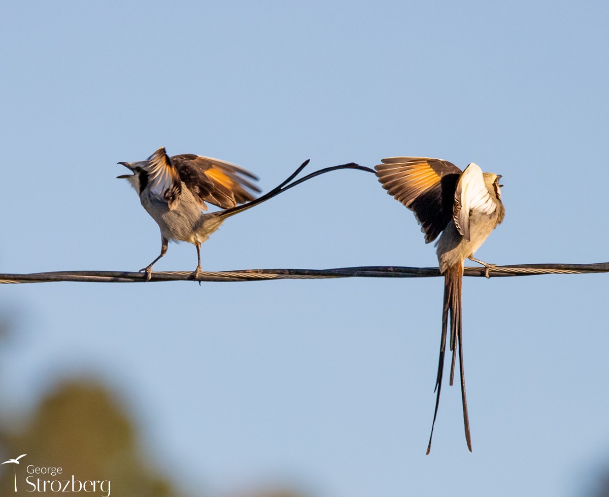 Streamer-tailed Tyrant - ML623708345