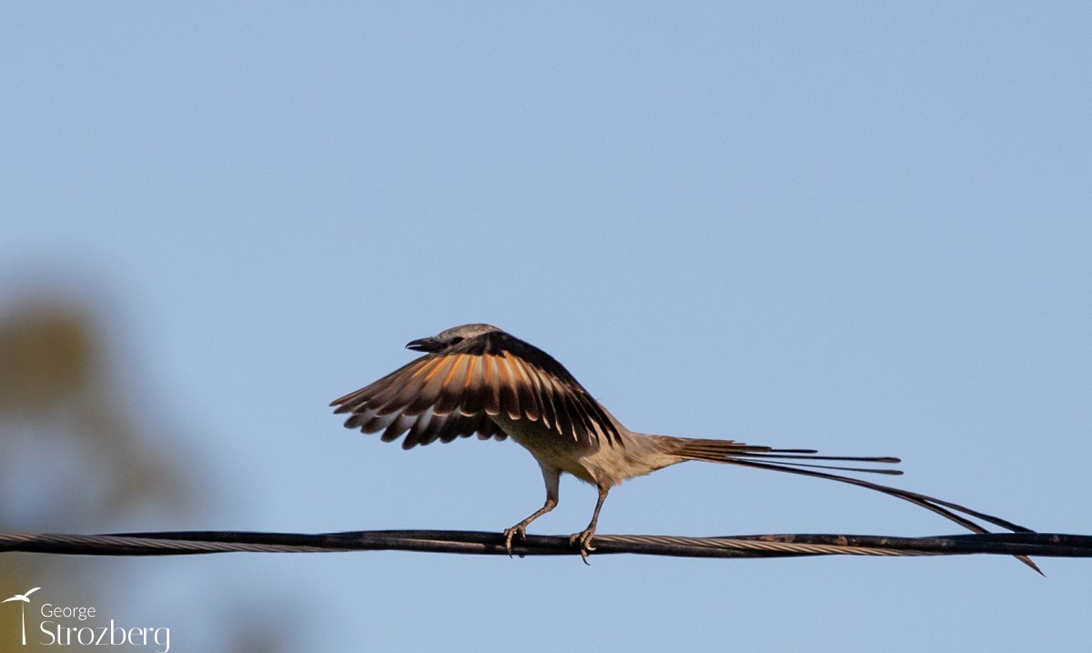 Streamer-tailed Tyrant - ML623708346