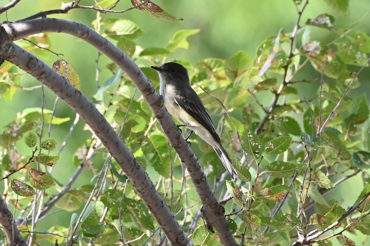 Eastern Phoebe - ML623708359