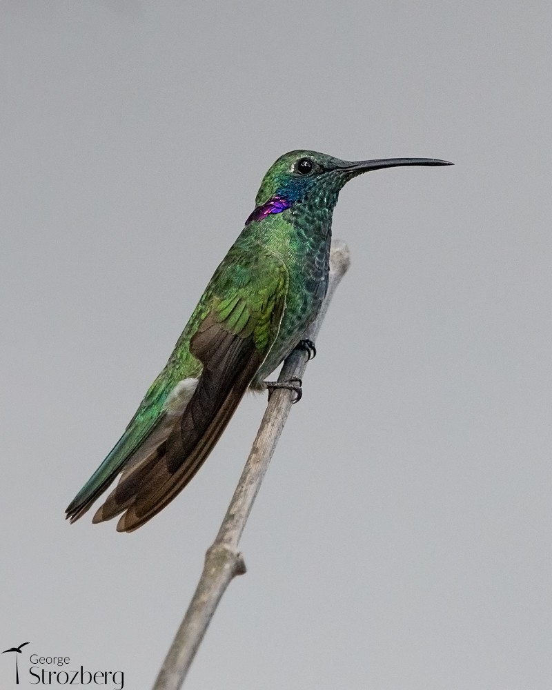 White-vented Violetear - ML623708392