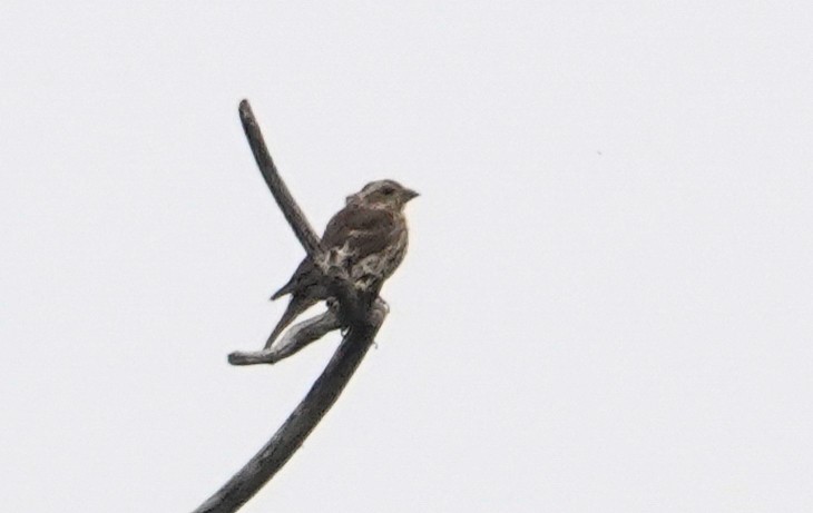 Purple Finch (Eastern) - ML623708413