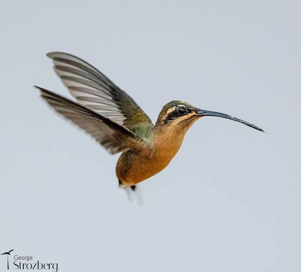 Planalto Hermit - ML623708431