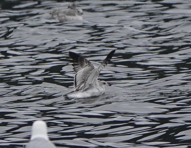 Ring-billed Gull - ML623708462