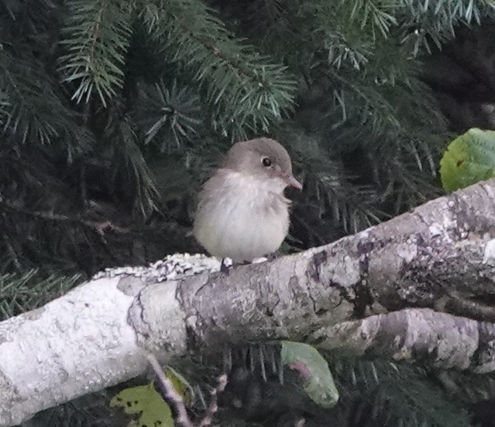 Alder Flycatcher - ML623708478