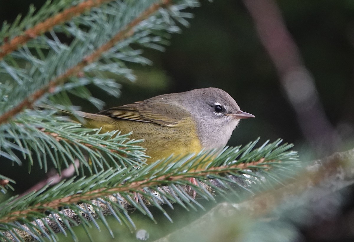 MacGillivray's Warbler - ML623708485