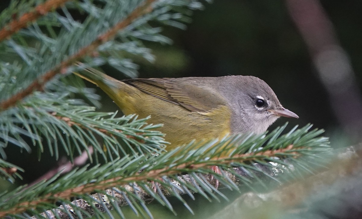 MacGillivray's Warbler - ML623708486