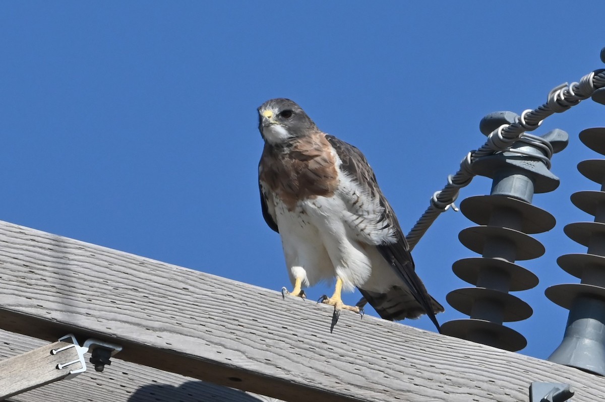 Swainson's Hawk - ML623708498