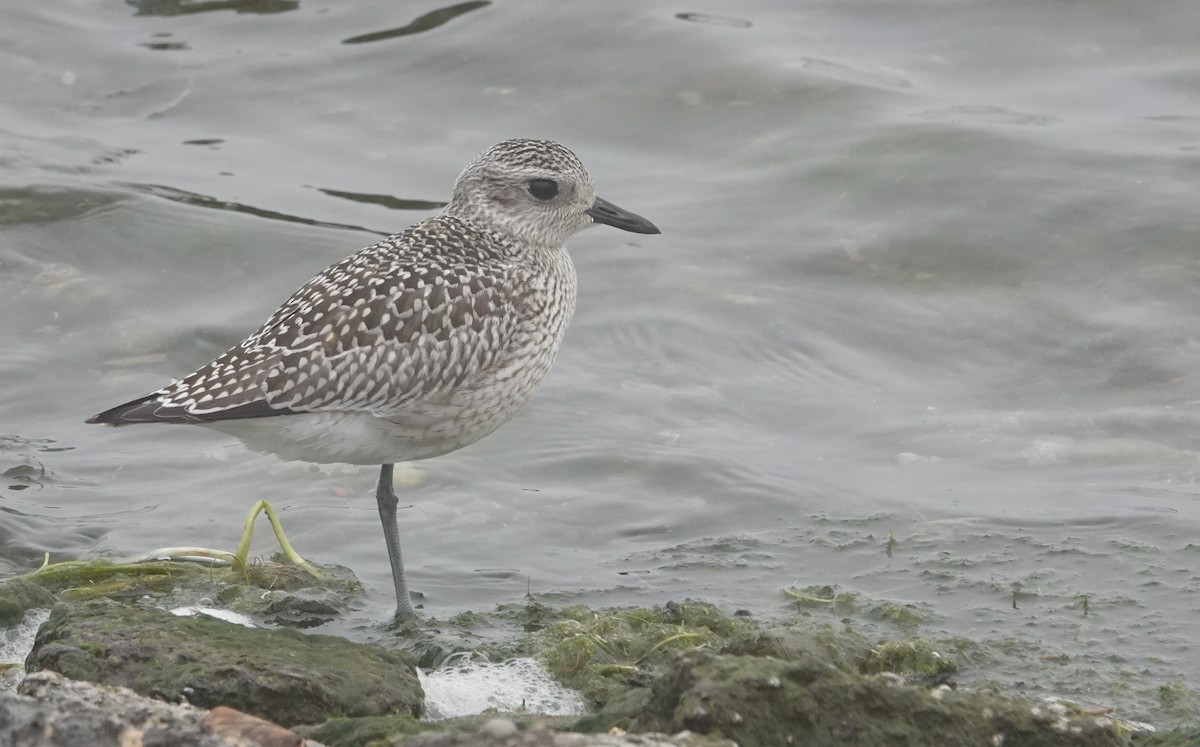 Black-bellied Plover - Paul Prior