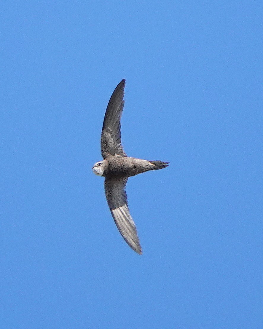 Pallid Swift - ML623708507