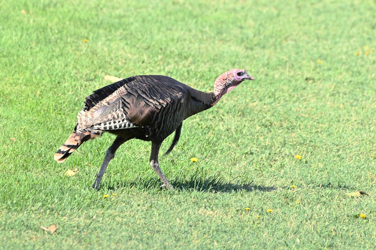 Wild Turkey - ML623708509