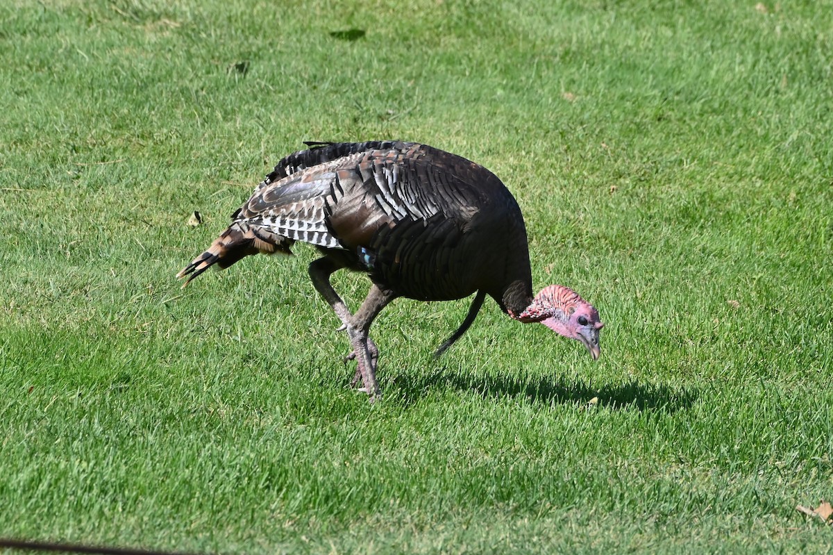 Wild Turkey - ML623708510
