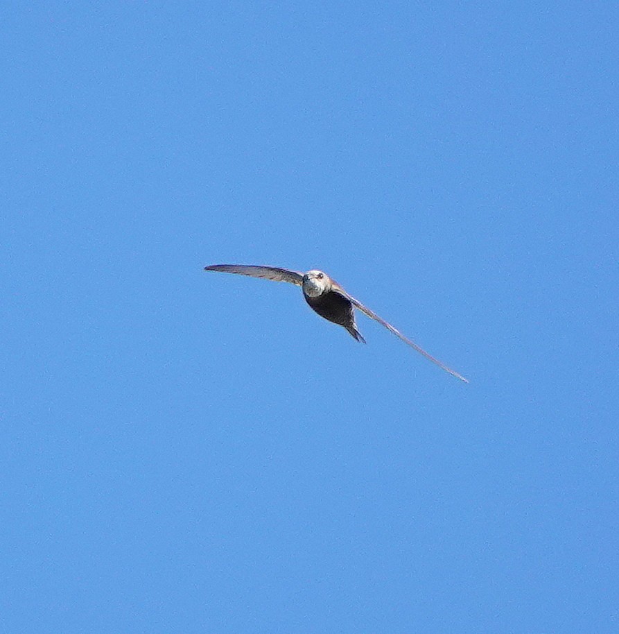 Pallid Swift - ML623708518