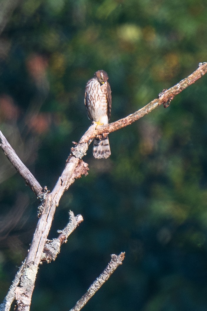 Sharp-shinned Hawk - Ian Campbell