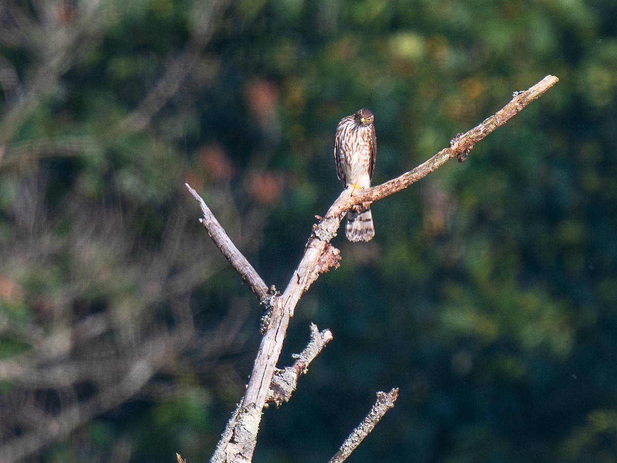 Sharp-shinned Hawk - ML623708546