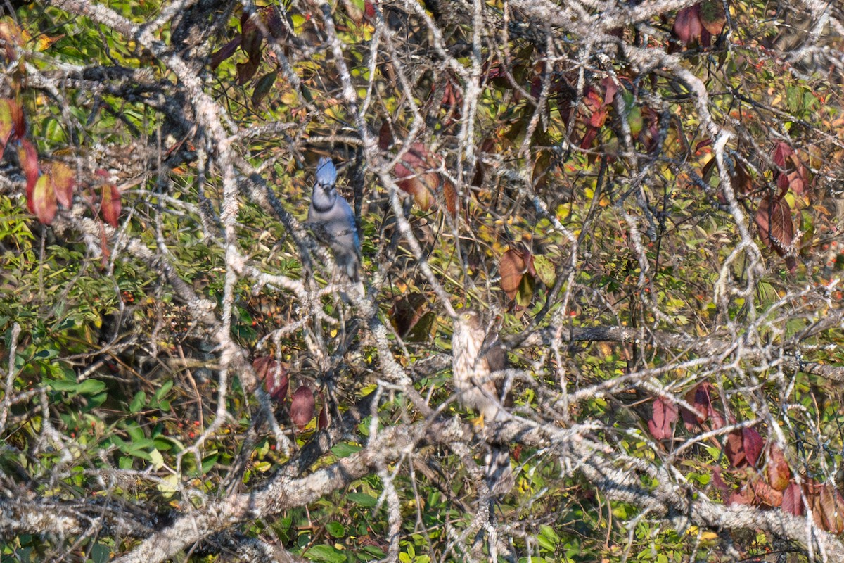 Sharp-shinned Hawk - ML623708547