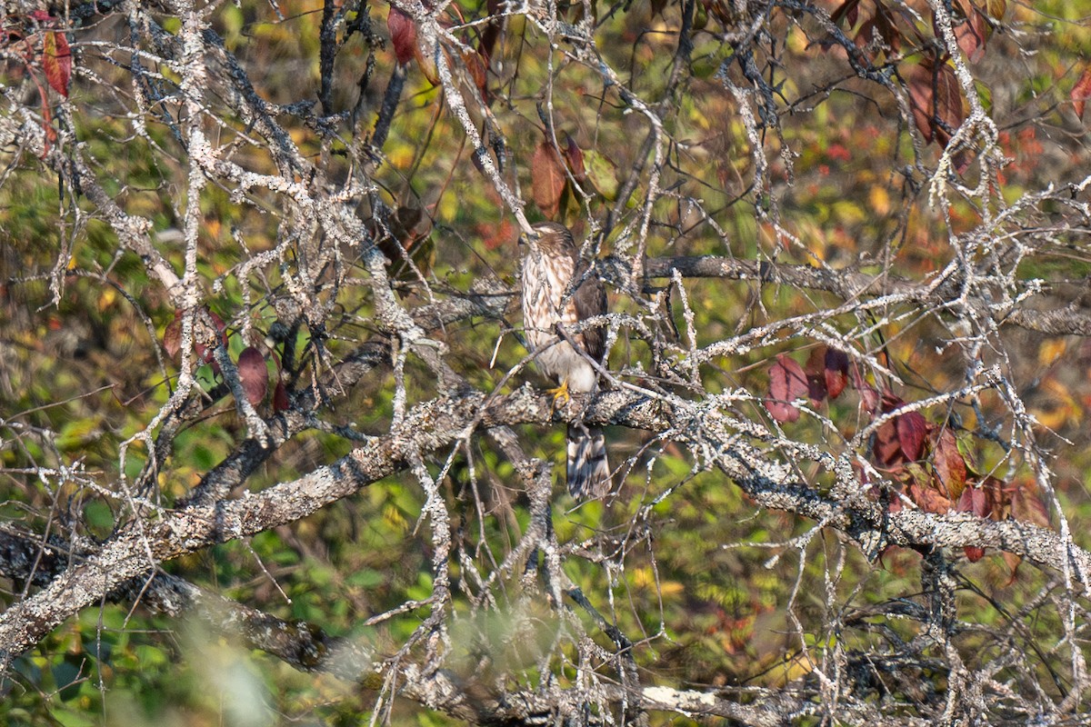 Sharp-shinned Hawk - ML623708548