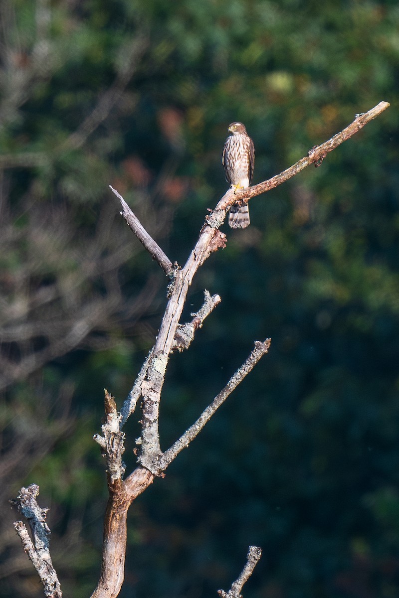 Sharp-shinned Hawk - ML623708549