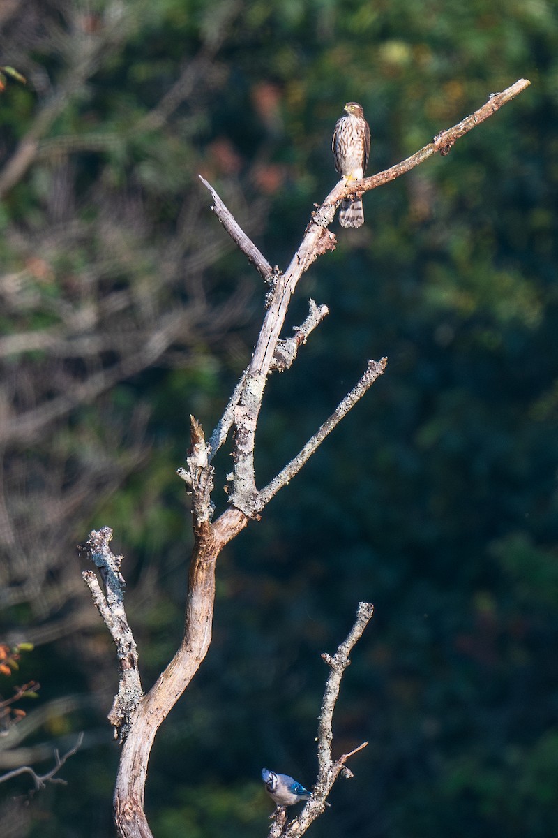 Sharp-shinned Hawk - ML623708550