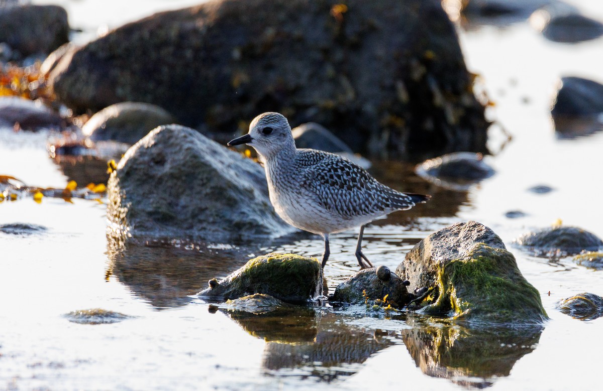 Black-bellied Plover - ML623708554