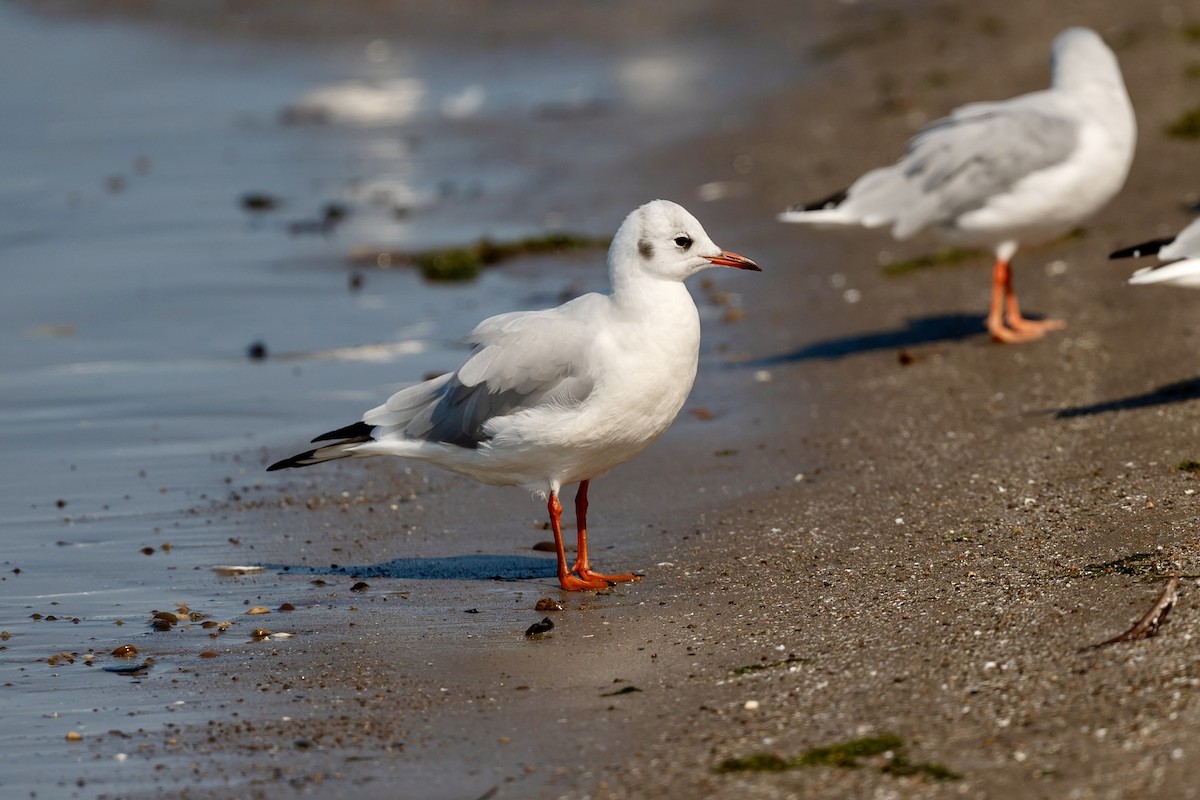 Black-headed Gull - Bill Massaro