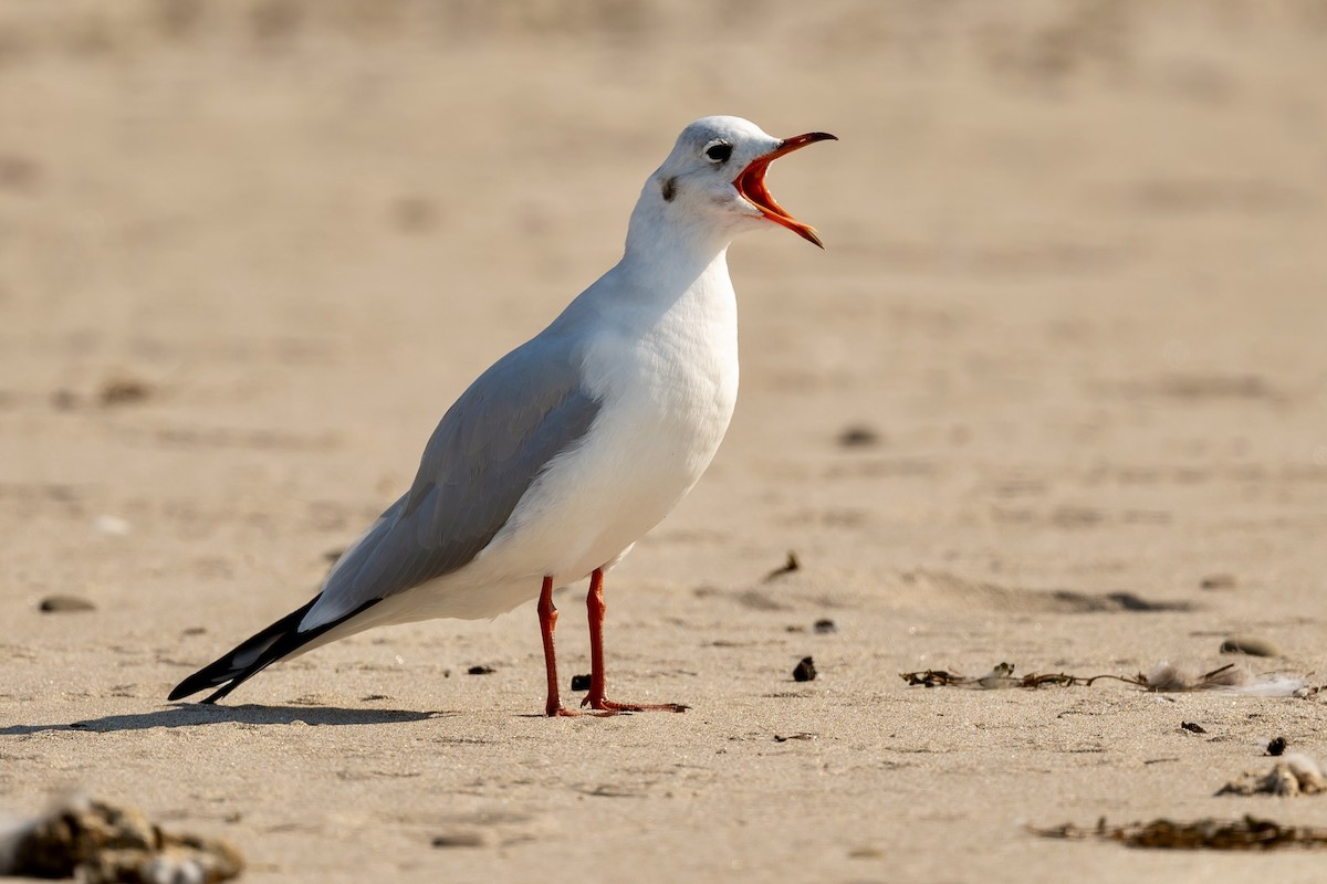 Black-headed Gull - Bill Massaro