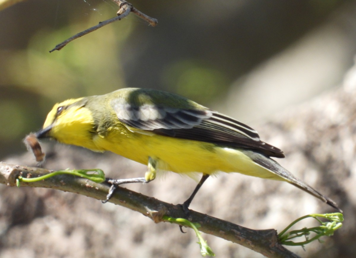 Yellow-browed Tyrant - ML623708594