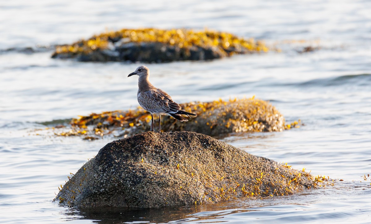 Laughing Gull - ML623708596