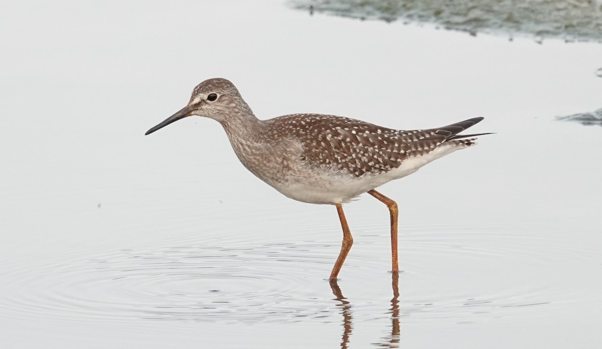 Lesser Yellowlegs - ML623708597